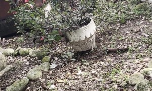 Baby Opossums Riding on Mama's Back