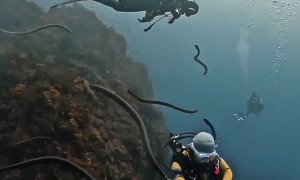 A Rare Gathering of Sea Snakes
