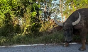 Biker Encounters Protective Water Buffalo Family
