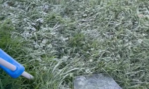 Breaking Ice on a Koi Pool