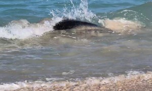 Female Sea Turtle Gets Rolled by Mate