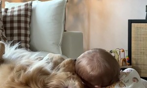 Baby and Golden Retriever Best Friends