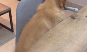 Puppy's Newest Trick Leads To Fluffy Crime Spree