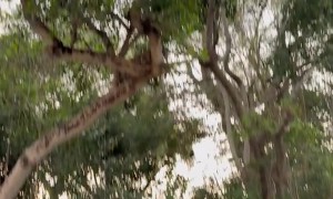 Man Realizes He's Being Watched by a Jaguar