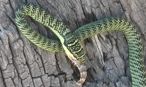 Golden Tree Snake Eats a Gecko