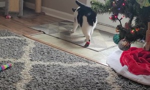 Cat Tries to Shake Off Christmas Socks