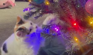 Mallow Feels a Certain Way About Christmas Ornaments