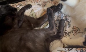 Lazy Cats Still Having A Little Spat