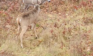 Angry Buck Destroys Deer Decoy