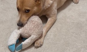 Raspberries and Play Bows