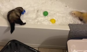Ferrets Delight In Bathtub Of Fresh Snow