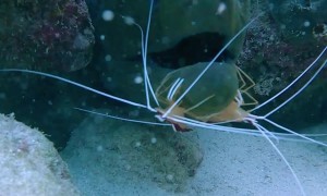 Brave Shrimp Dentists