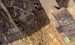 Farmer Keeps a Lizard In His Pocket