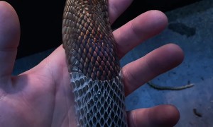 Satisfying Shedding of Snake Skin