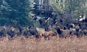 Elk Herd Crowd Loveland Backyards