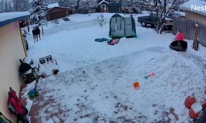 Moose Charges Girl and Her Dog