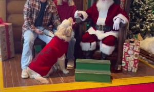 Golden Retriever Excited To See Santa Claus