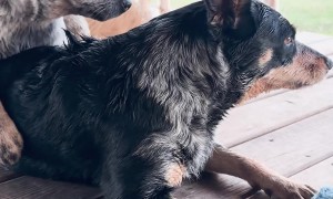 You Chew the Toy, I’ll Chew the Dog