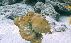 Shape and Colour Shifting Octopus