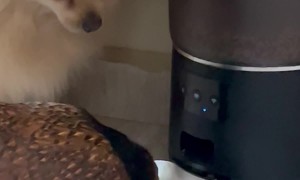 Chicken Eating the Dog's Food