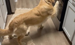 Golden Claws At Oven Door For Roasting Chicken Wings