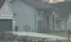 Was This Coyote Raised by Turkeys?