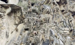 Monkey Troupe Barrels Down Cliffside Temple