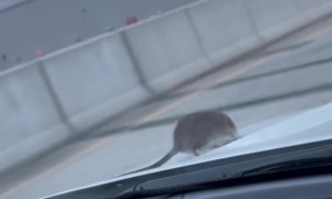 NYC Rat Crawls Out of Moving Car and Shocks Driver
