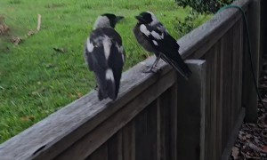 Introducing My Magpie Friends Ace and Maverick