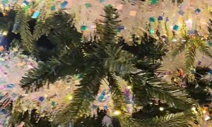 Cat Busted Chewing The Christmas Tree