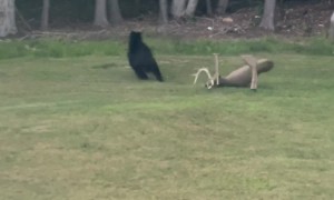 Black Bear Breaks Deer Decoy