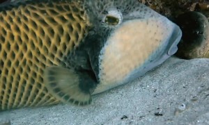 Triggerfish and a Moray Eel