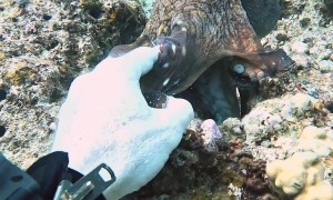 Hand Shake With an Octopus