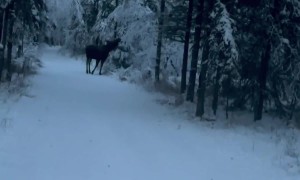 Moose Ambushes Winter Runners in Anchorage, Alaska