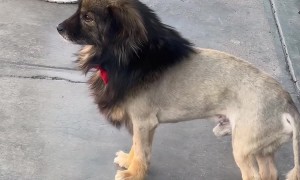 Puppy With A Lion's Haircut