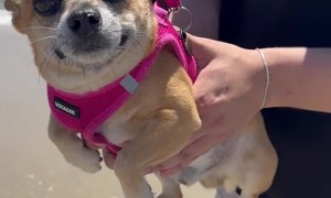 Dog Air Swimming by the Ocean
