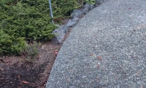 Deer Follows Cat and Owner