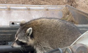 Raccoon Rides Shotgun in Skid Steer