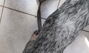 When Your Dog Won't Leave The Construction Workers Alone