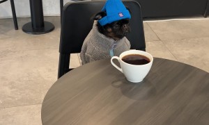 Grumpy Dog Contemplates Life Over Coffee