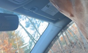 Clever Dog Turns on the Car Light