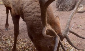 Bull Elk Snacks On Fallen Leaves