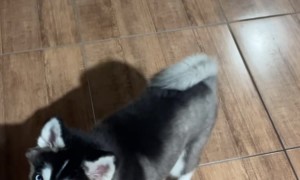 Obedience Training Two Puppies and One Cat