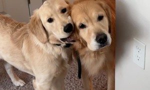 "Mom, Can We Return Her?"