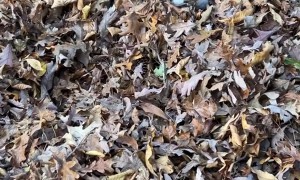Our Jack Russell Terrier Is Obsessed With Pinecones