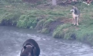 Bear Fishing Among Wolves