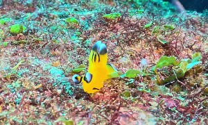 Pikachu of the Sea