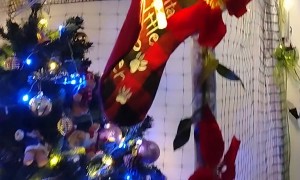 Christmas Tree Protected by Netting