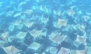 Giant School of Mobula Rays