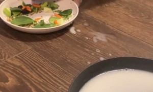 Mini Pig Takes A Drink Between Bites